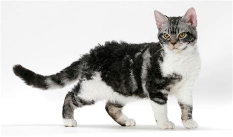 american wirehair cat info history personality kittens pictures cat breed selector