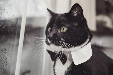 Classy Cat Bow Tie Cat Colors Cats Tuxedo Cat Facts