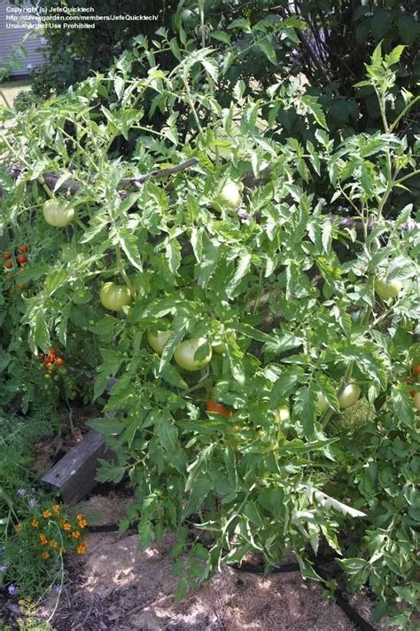 Early Goliath Tomato Seeds