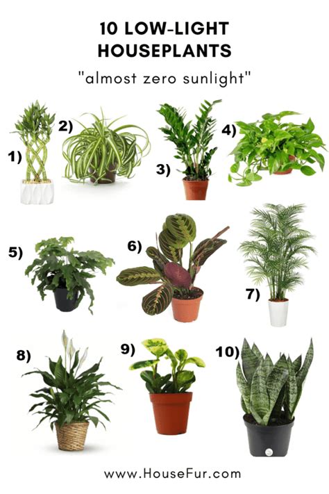10 Houseplants That Need Almost Zero Sunlight Indoor Plants Low