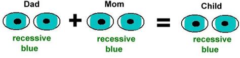 Yes, a child inherits half their genes from mom and the other half from dad, but their genome is actually a veritable soup of family genetics, influenced by all the generations that came before. Are Blue Eyes Dominant Or Recessive - ovulation signs