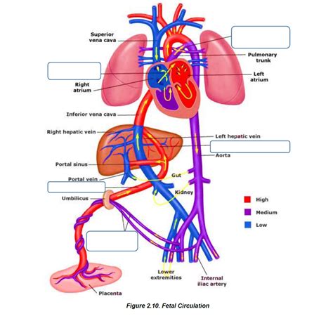 Lab Chapter 2 Fetal Circulation Diagram Quizlet