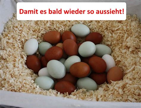 Hilfe Hühner Legen Keine Eier Woran Kann Es Liegen Ursachen Übersicht