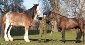 The Queens New Neigh Bour Britains Tallest Horse To Carry Silver