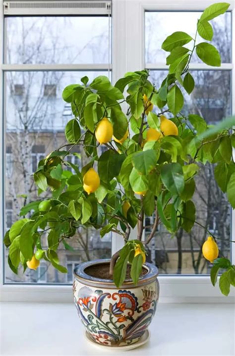 12 Fruit Trees You Can Grow Indoors For An Edible Yield Indoor Fruit