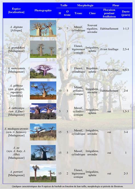 Quelques Caratéristiques Des 8 Espèces De Baobab Présentes Dans Le