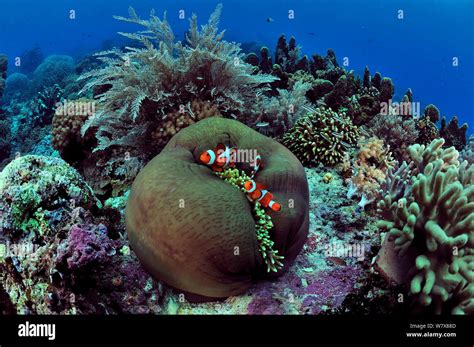 Indonesian Coral Reef With A Magnificent Sea Anemone Heteractis