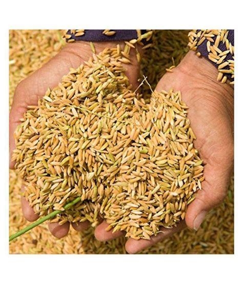 PE-Paddy Seeds - Vadlu - For Pooja & Germination - 1 Kilo: Buy PE-Paddy Seeds - Vadlu - For 