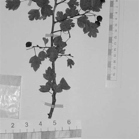 Bu makale bireylerden bahsederken batı ad sırasını kullanır. VIKTOR KERENYI-NAGY | Ph.D. | Szent István University ...