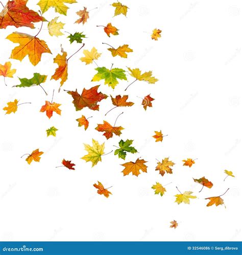 Maple Leaves Falling Royalty Free Stock Image Image 32546086