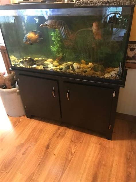 60 Gallon Fish Tank At Least 1 Large Turtle And At Least 2 Oscors