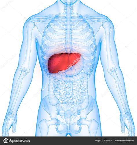 Anatomía Los Órganos Del Cuerpo Humano Hígado Fotografía De Stock