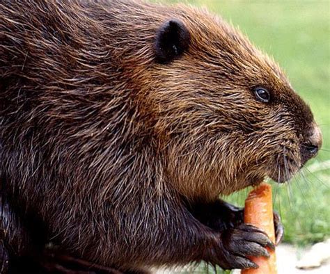 Beaver Natures Little Engineer Animal Pictures And Facts Factzoo