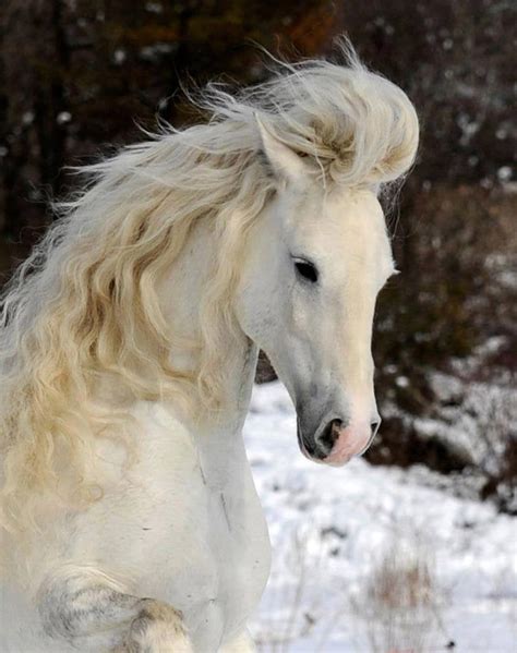 Elegant Horse With Blonde Hair Raww