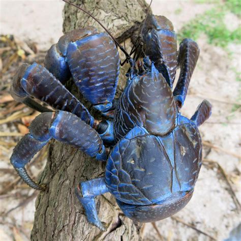 coconut crabs all about the heaviest and strongest crabs my xxx hot girl