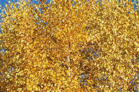 Yellow Autumn Leaves Abstract Background Stock Photo Image Of Forest
