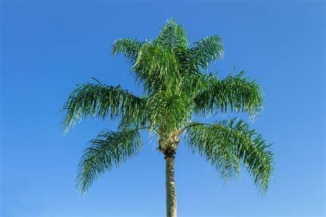 Unveiling The Enigma The Fascinating Adaptations Of Palm Trees And