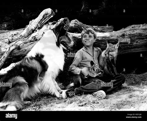 Lassie Lassie Jon Provost 1954 74 Stock Photo Alamy