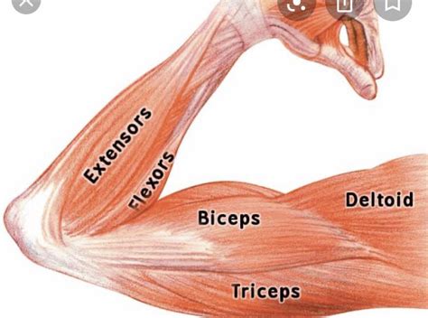 Arm Muscles Names Somsoarmmusclemodellabeled Biol 160 Human