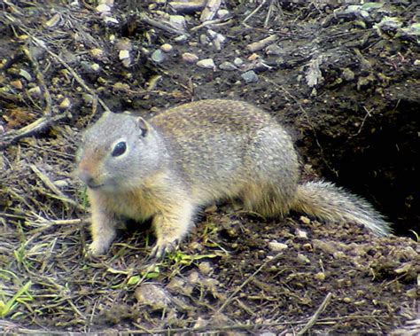 Wyoming Ground Squirrel Spermophilus Elegans Photo Tom Murray Photos At
