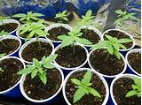Best Soil For Marijuana Seedlings