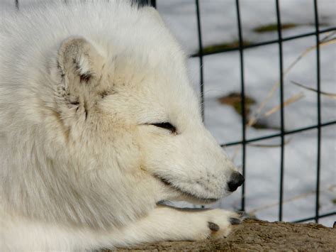 White Fox Smiling Kiyo Flickr