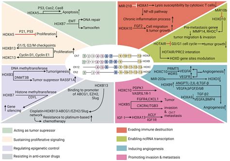 Frontiers Homeobox Genes In Cancers From Carcinogenesis To Recent