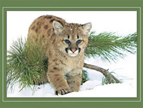 New christmas cards coming july 26! Wildlife Christmas Cards | hubpages