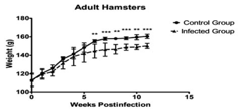 Changes In The Weight Of Adult Hamsters Seven To Eight Weeks Of Age