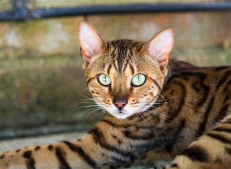 Learn more about the bengal cat breed and see if if you can fulfill the bengal's need for exercise, you'll have a smart, loving cat who can keep you on. Bengal cats - diet, habitat, species and size with ...