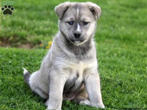 Maybe you would like to learn more about one of these? Siberian Husky And Chihuahua Mix | Cute Dogs Gallery ...