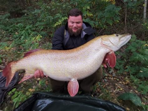 World Record Pike Claimed By 58 Lb Plus Eastern European Giant