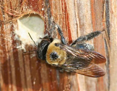What Are Carpenter Bees Facts You Need To Know Online Pest Control