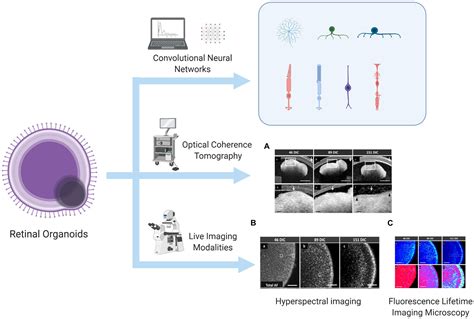 Frontiers Retinal Organoids Cultivation Differentiation And