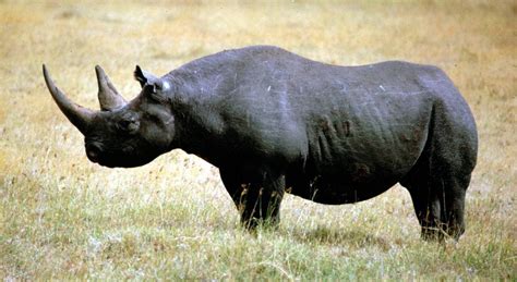We did not find results for: Muere el último rinoceronte negro en fallido traslado - El ...