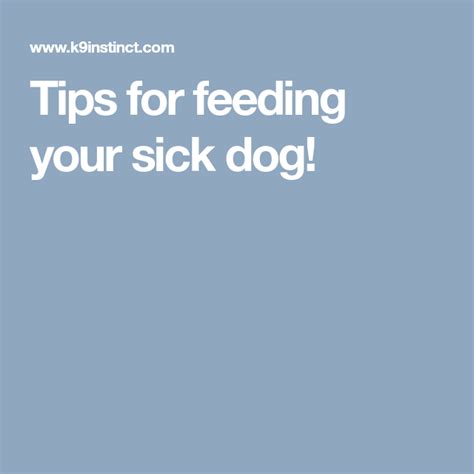 Tips For Feeding Your Sick Dog Sick Dog Sick Pets Dogs