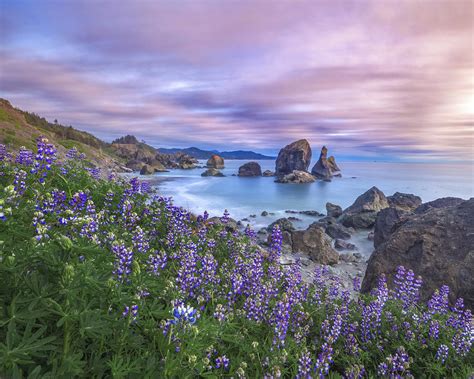 Wildflowers On The Oregon Coast Photograph By Frank Delargy Fine Art