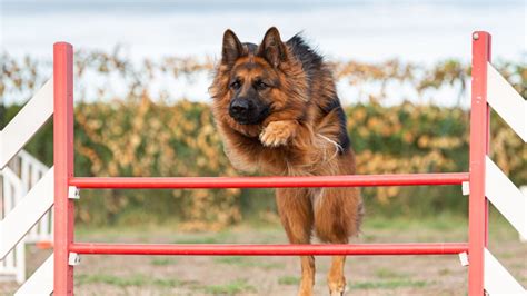 How High Can A German Shepherd Jump Can They Clear The Fence All