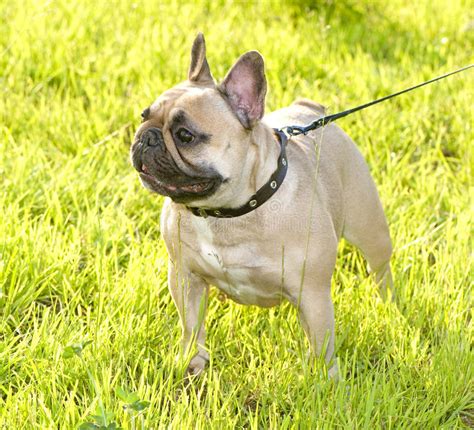 Features and shout outs available. Muscular French Bulldog stock image. Image of canine ...