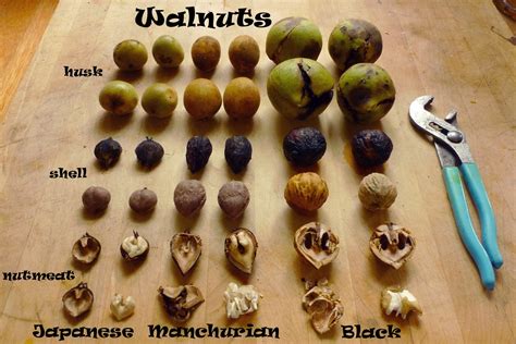 Throughout large portions of north america, various species o. Wild Harvests: Black Walnut