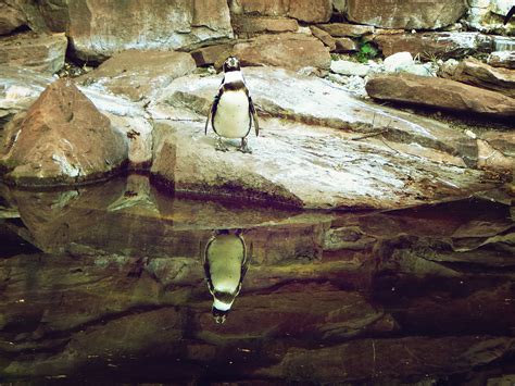 Free Images Rock Bird Animal Formation Zoo Penguin Water