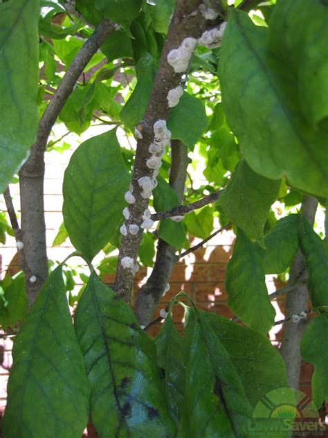 Magnolia Tree Diseases