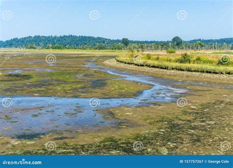 Nisqually Wetlands Mud Flats Stock Image Image Of Park State 157757267