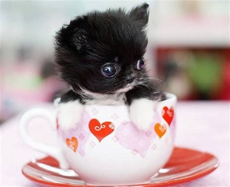 Pin By Sandy Williams On Cute Dogs Cute Teacup Puppies Cute Animals