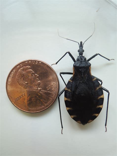 Kissing Bug Identification Requires Closer Look Insects