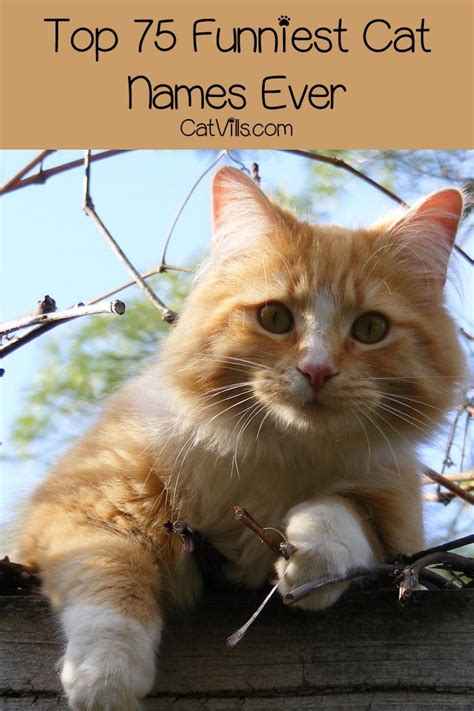 90 Funniest Cat Names That Will Brighten Your Day Funny Cat Names