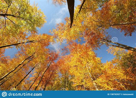 Beech Trees In An Autumn Forest Against The Blue Sky Stock Image