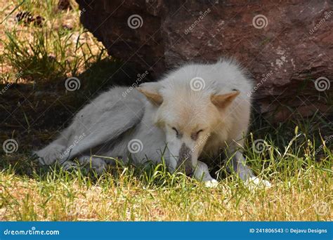 Sweet Arctic Wolf Resting In The Summer Months Stock Image Image Of