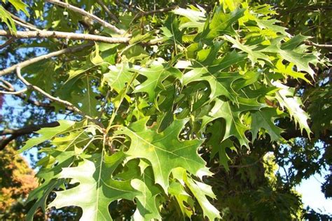76 Types Of Oak Trees In North America Foliage Photos Progardentips