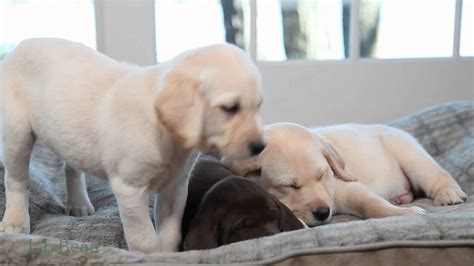 Use custom templates to tell the right story for your business. Sleepy Puppies - YouTube